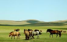 Gegentala Grassland in Hohhot