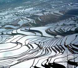 The terraced rice fields