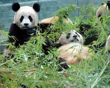 Giant pandas suffer post-quake trauma